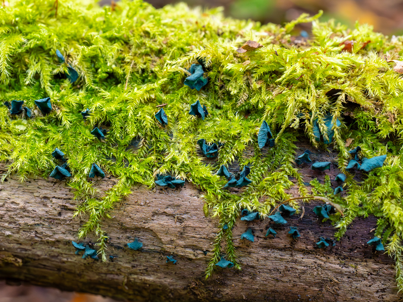 chlorociboria-aeruginascens_2024-09-22_1-10