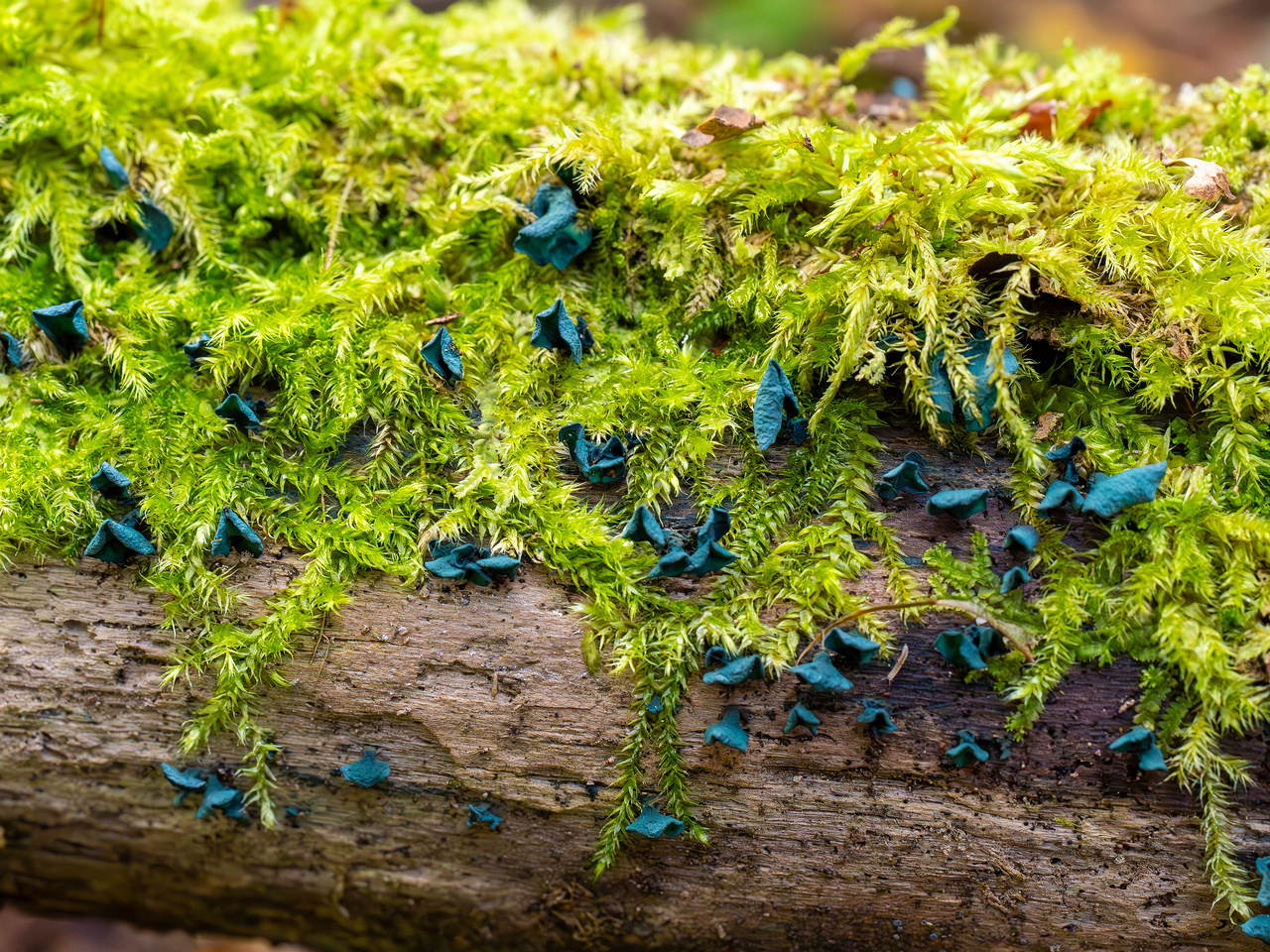 chlorociboria-aeruginascens_2024-09-22_1-12