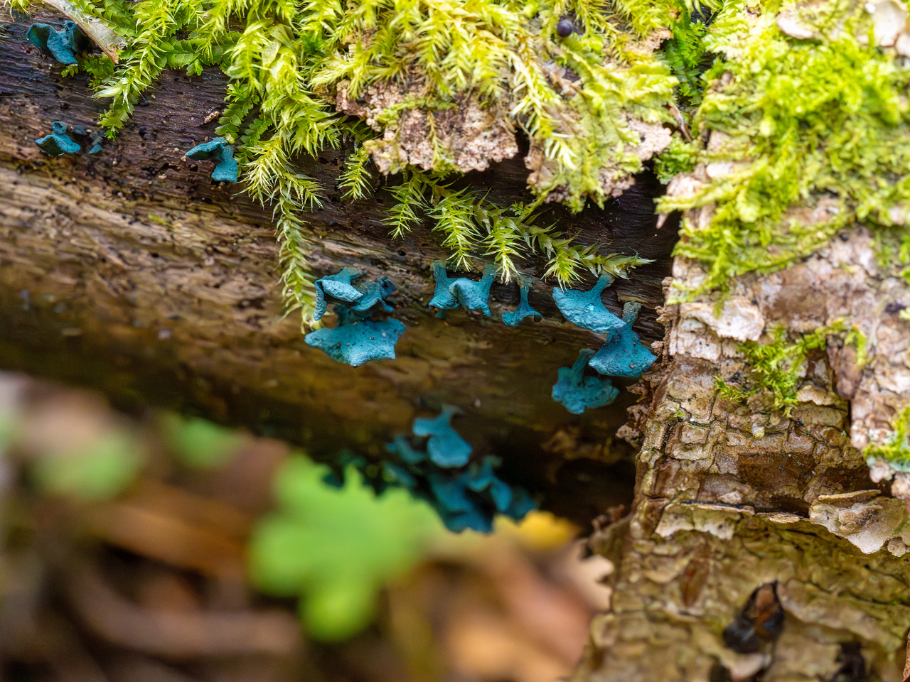 chlorociboria-aeruginascens_2024-09-22_1-13