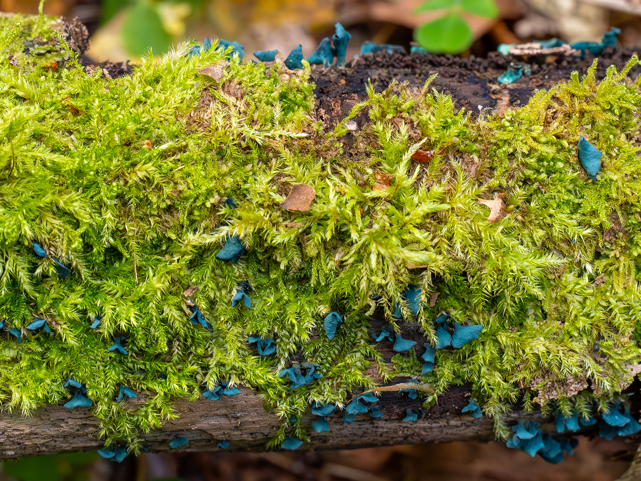 chlorociboria-aeruginascens_2024-09-22_1-16