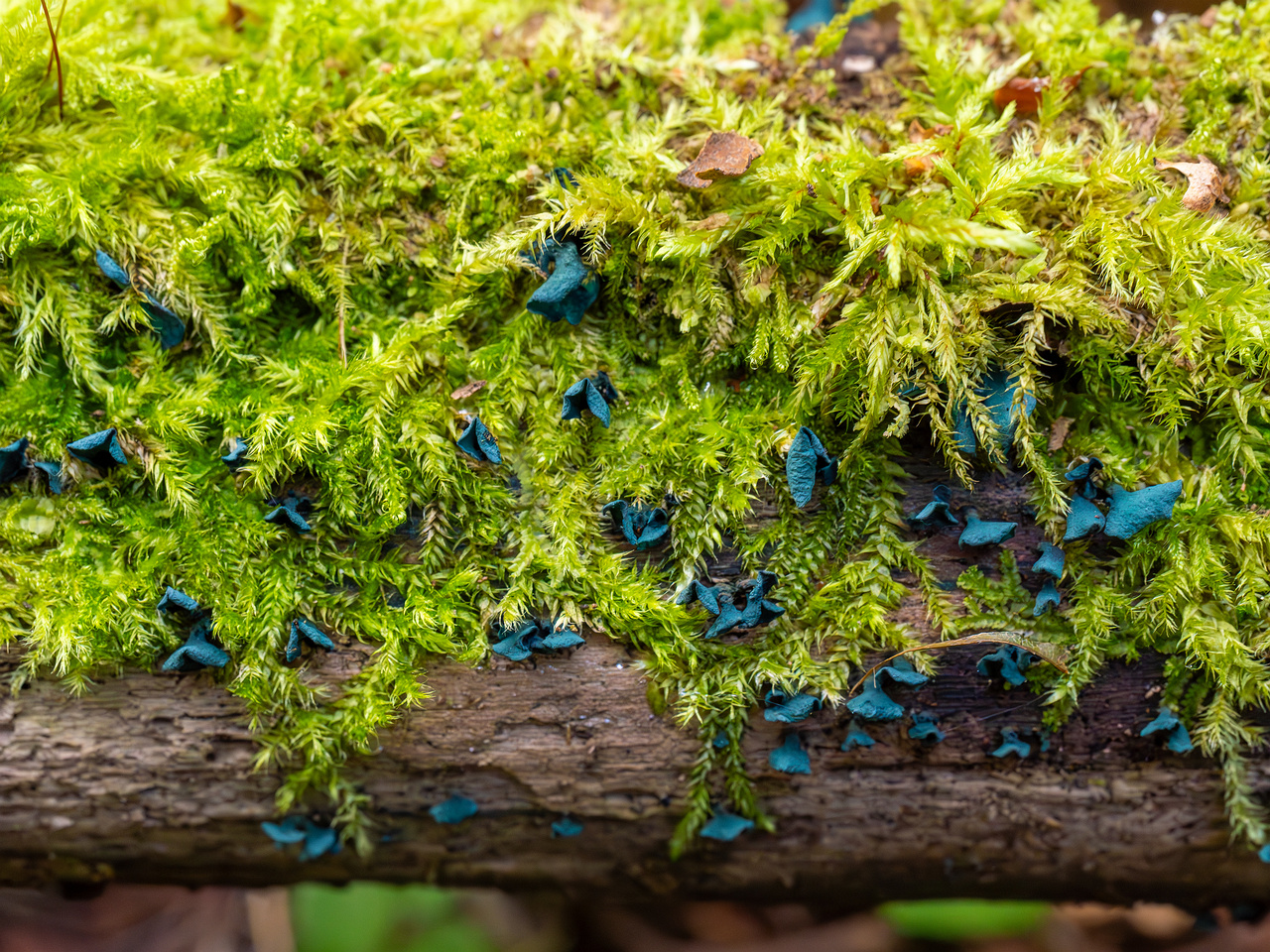 chlorociboria-aeruginascens_2024-09-22_1-19