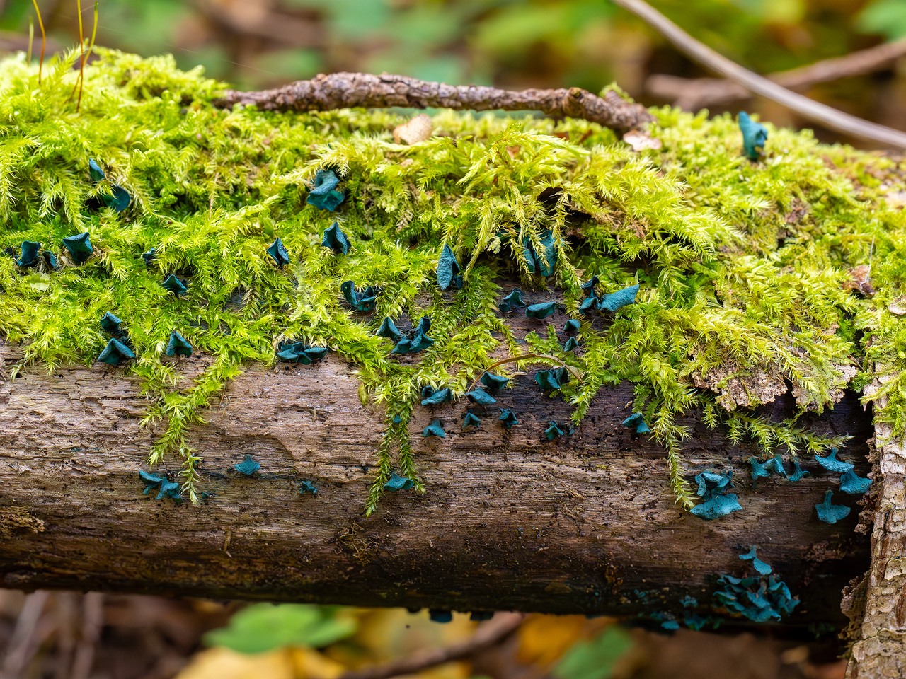 chlorociboria-aeruginascens_2024-09-22_1-3