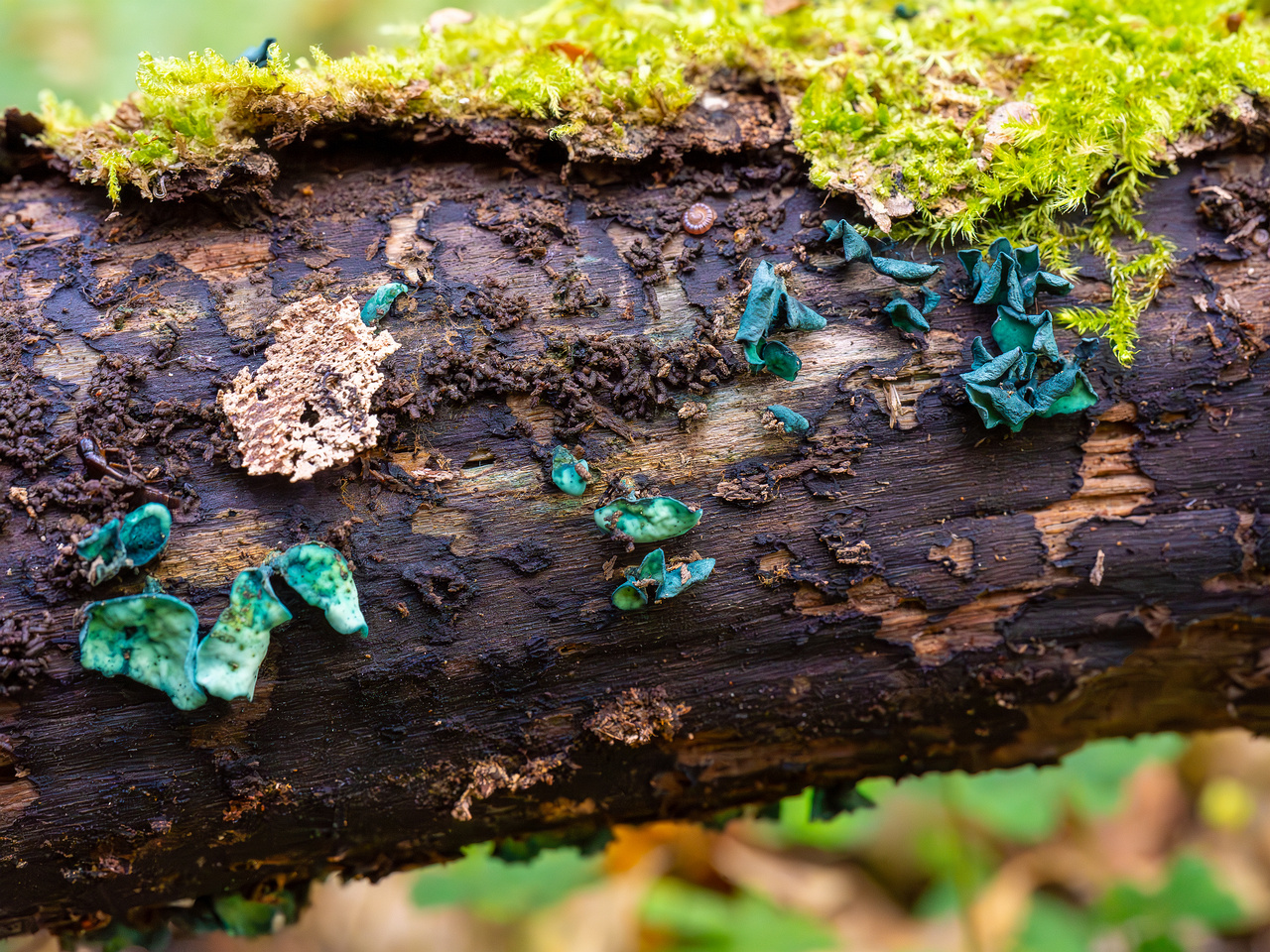 chlorociboria-aeruginascens_2024-09-22_1-6