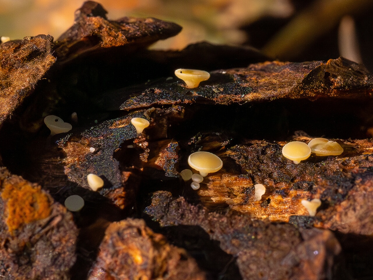 !hymenoscyphus-lutescens_2024-09-22_1-2