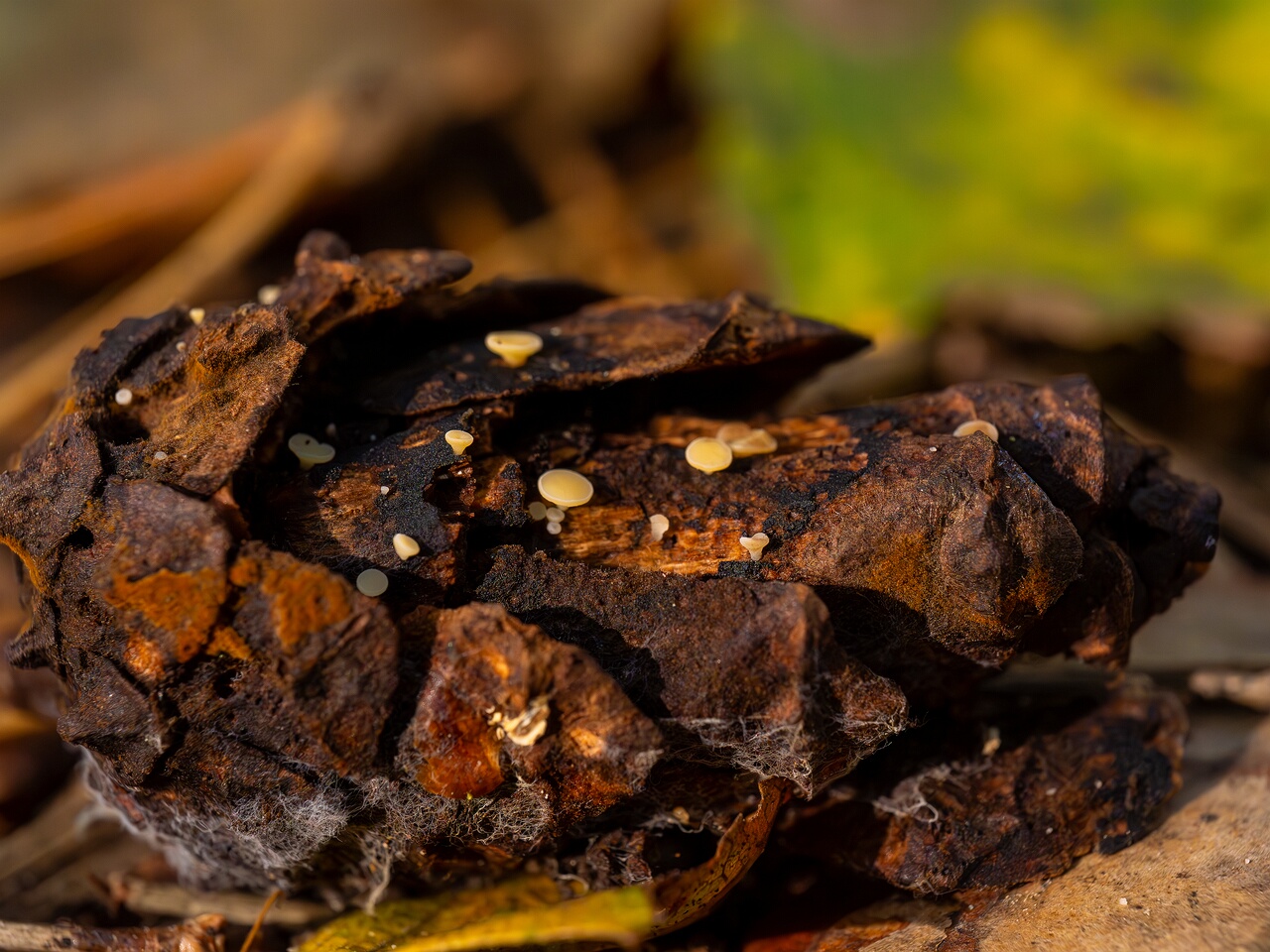 hymenoscyphus-lutescens_2024-09-22_1-10