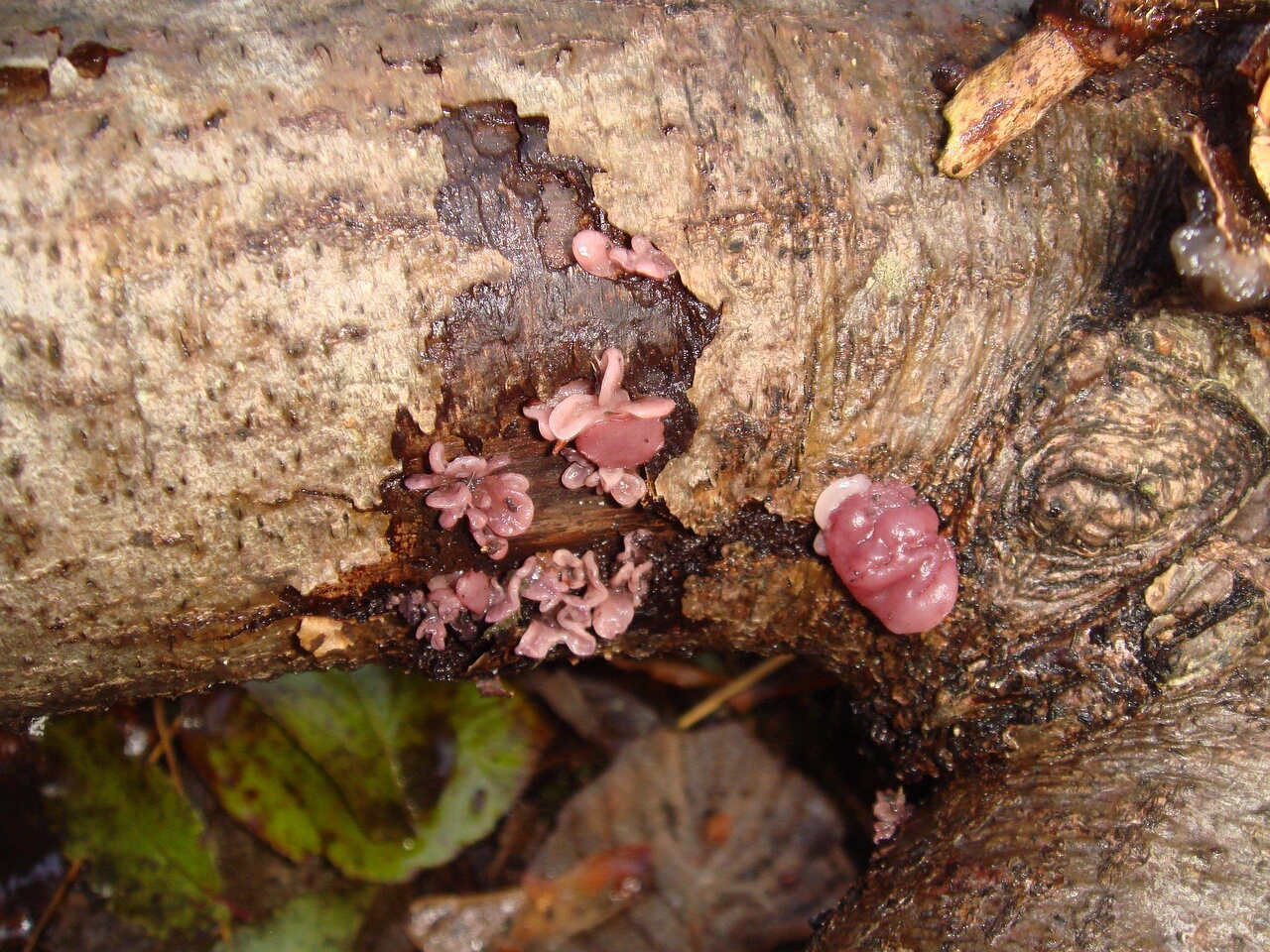 fungi-0004328