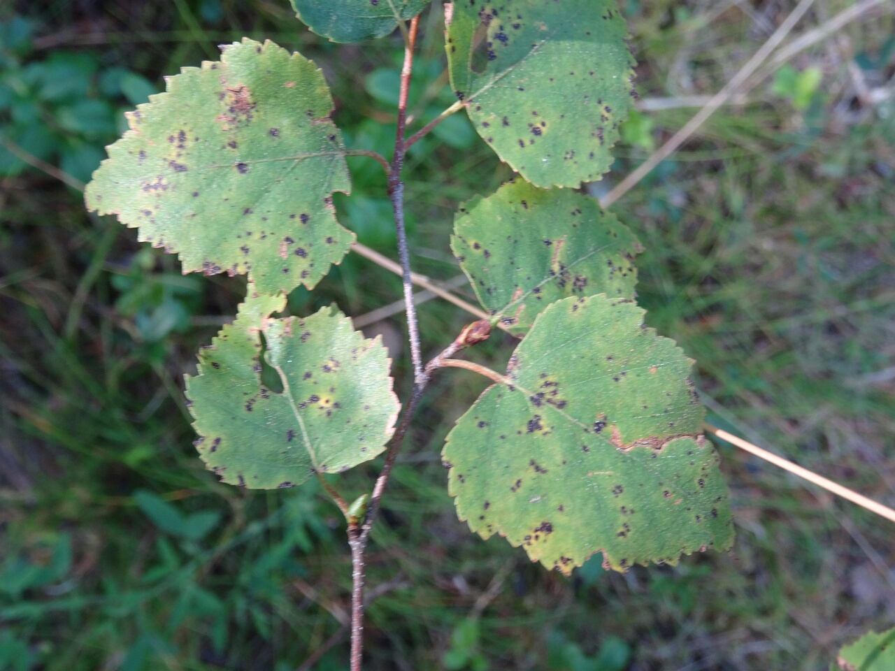 DSC05703