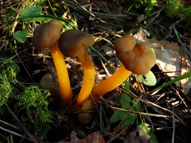 Леоциевые - Leotiales The order Leotiales is a group of fungi belonging to the class Leotiomycetes within the Ascomycota phylum. This diverse...