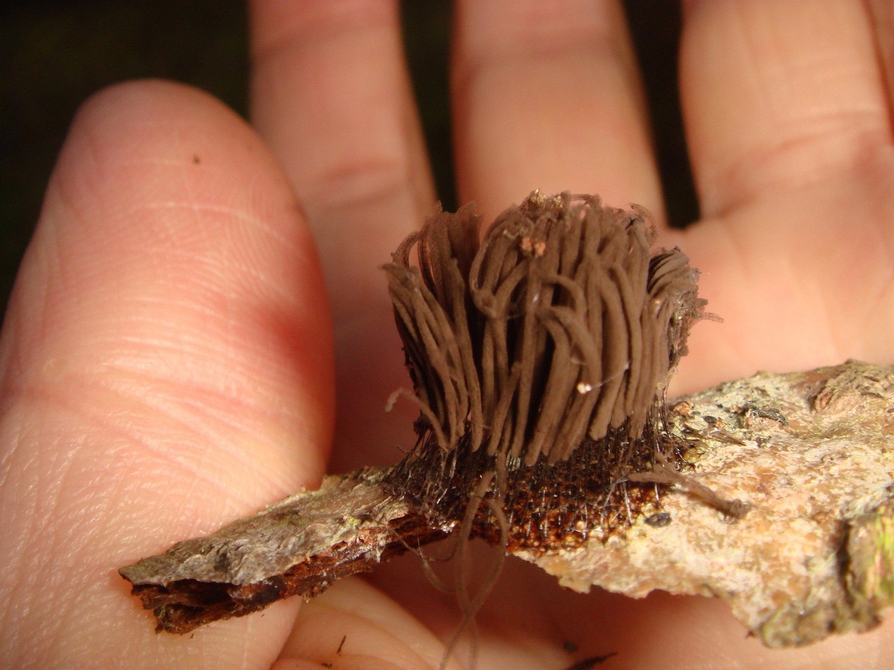 fungi-0001972