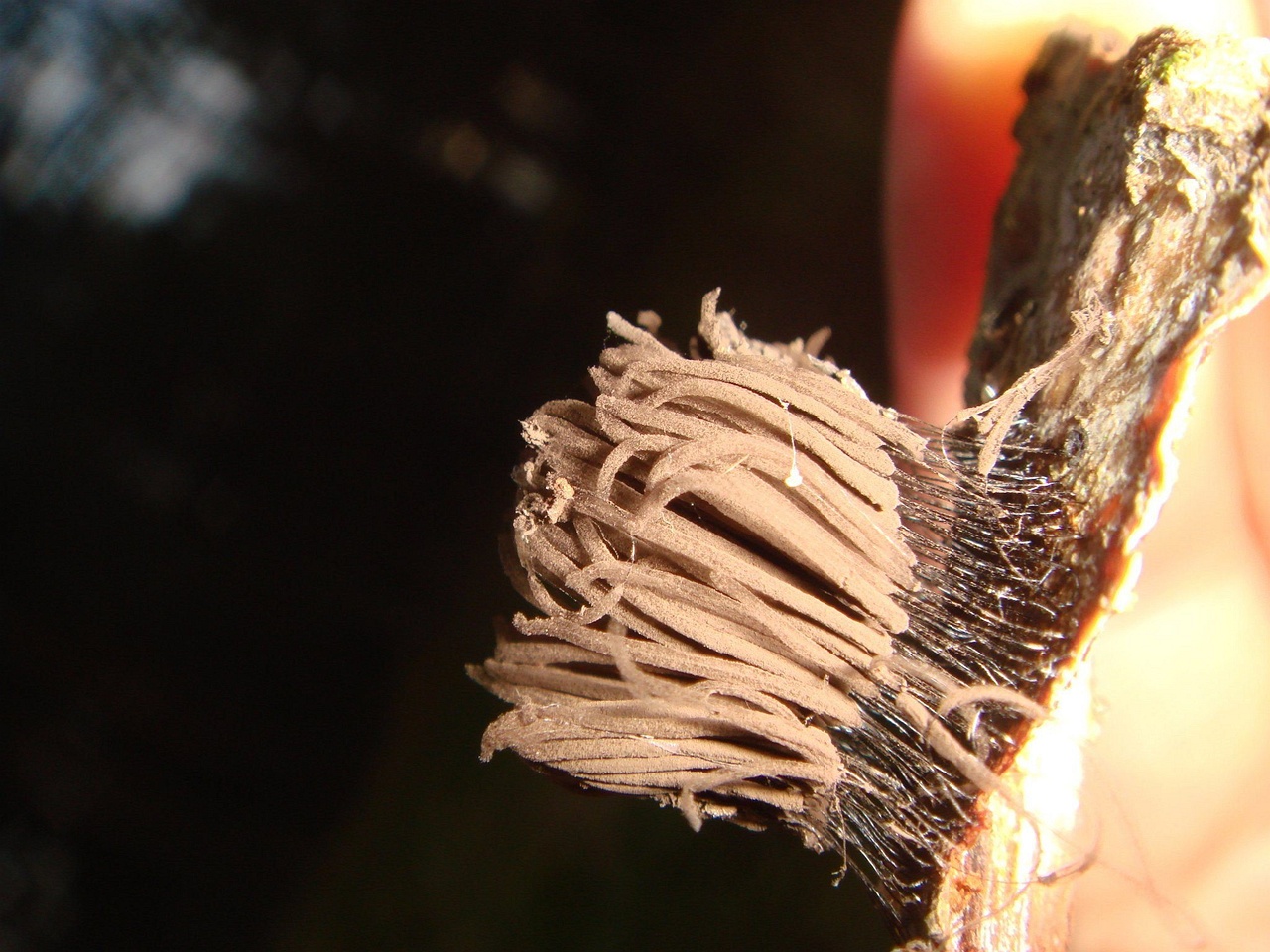 fungi-0001974