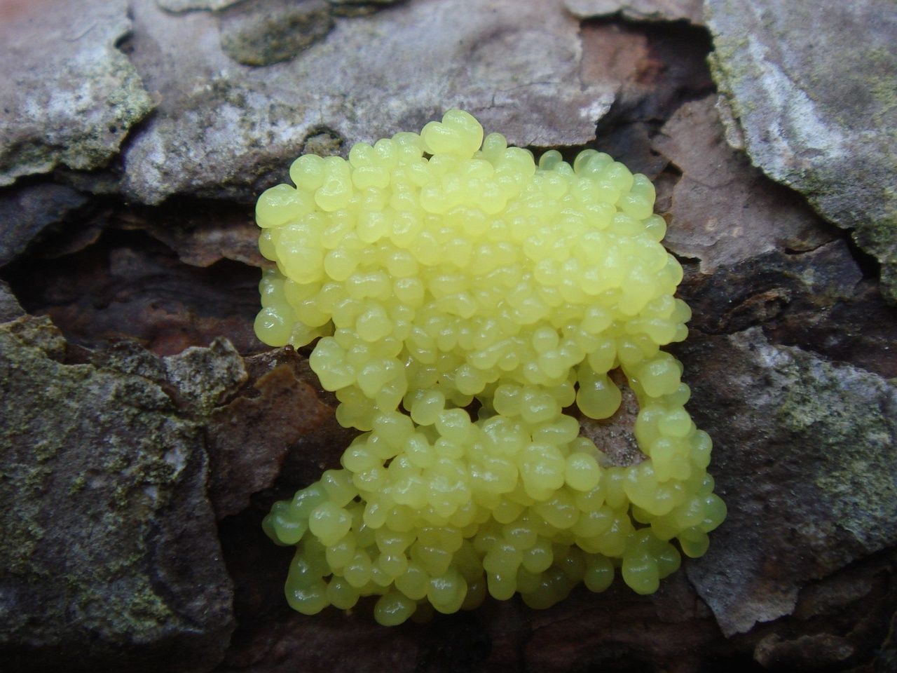fungi-0004689
