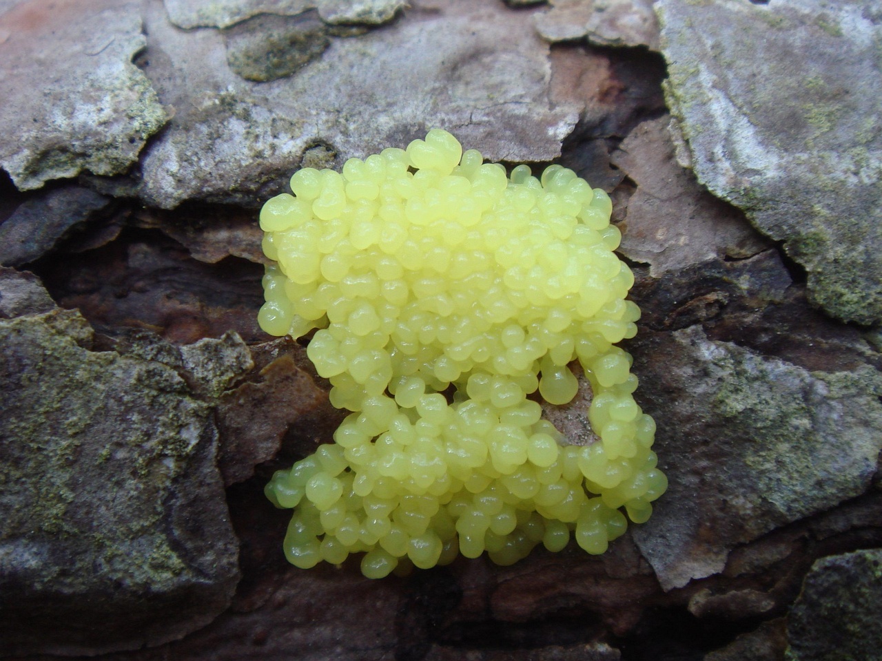 fungi-0004690