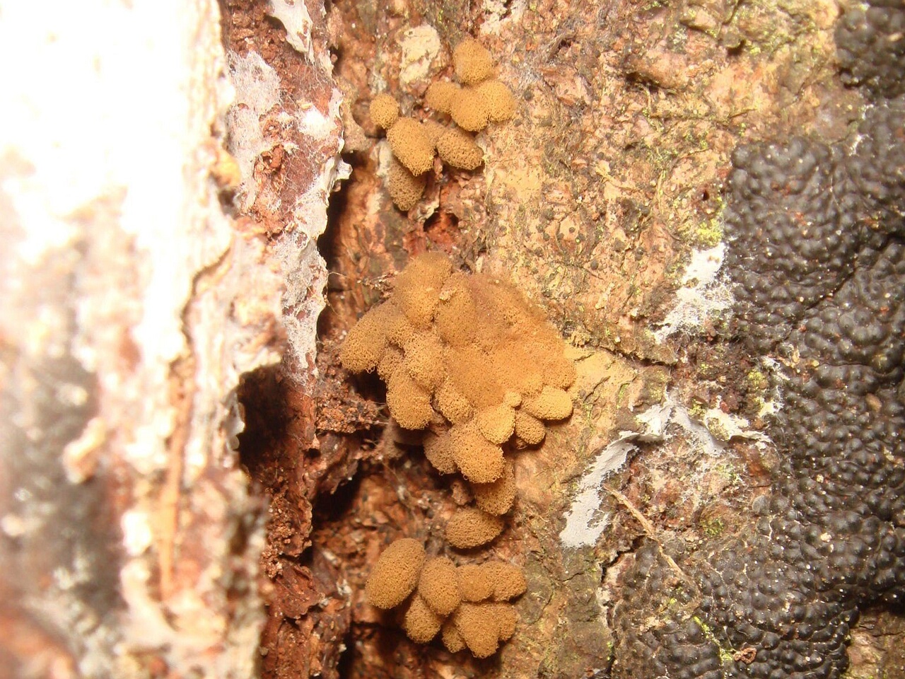 fungi-0003034