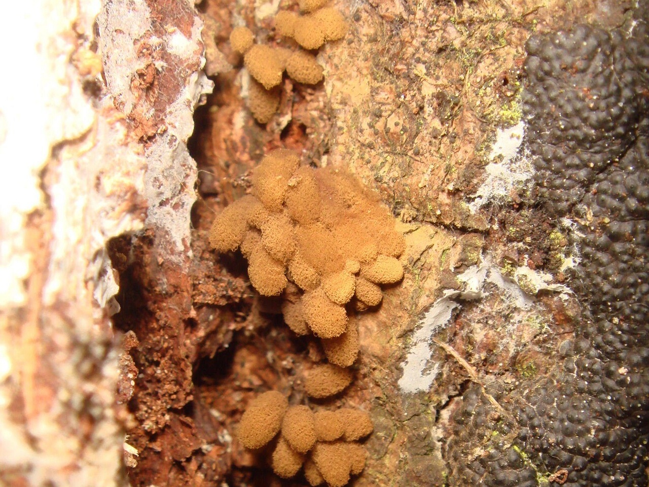 fungi-0003035