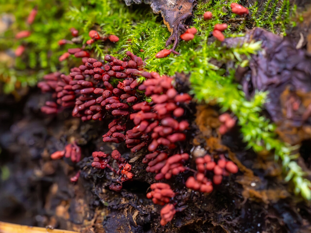 arcyria-denudata_2024-09-22_1-5