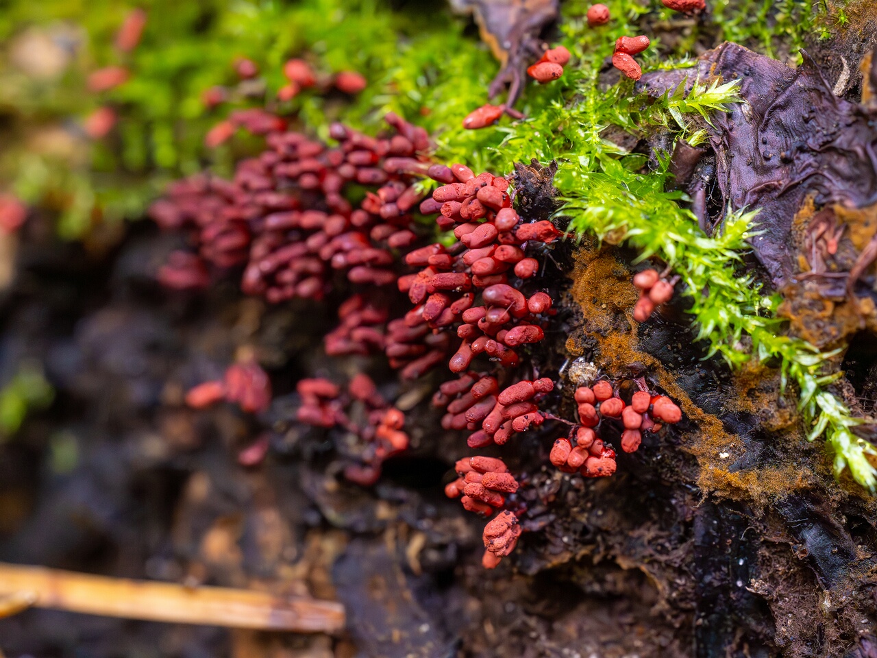 arcyria-denudata_2024-09-22_1-7