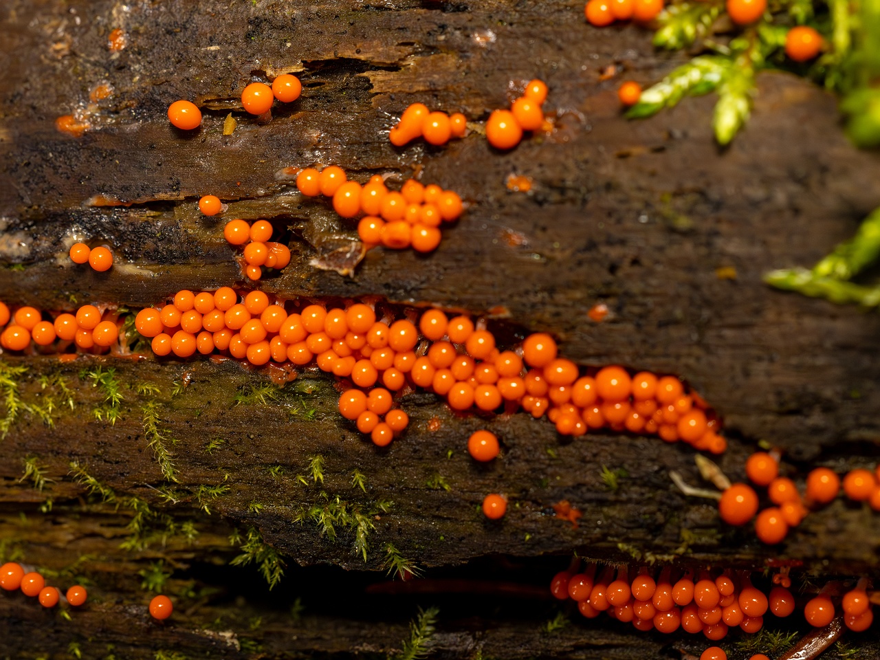 Hemitrichia decipiens _2025-09-28_1-11
