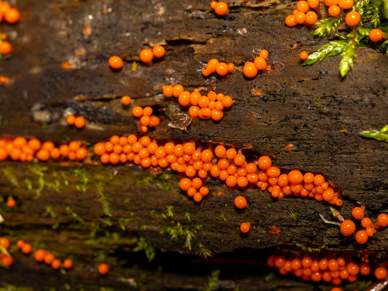 Hemitrichia decipiens _2025-09-28_1-13