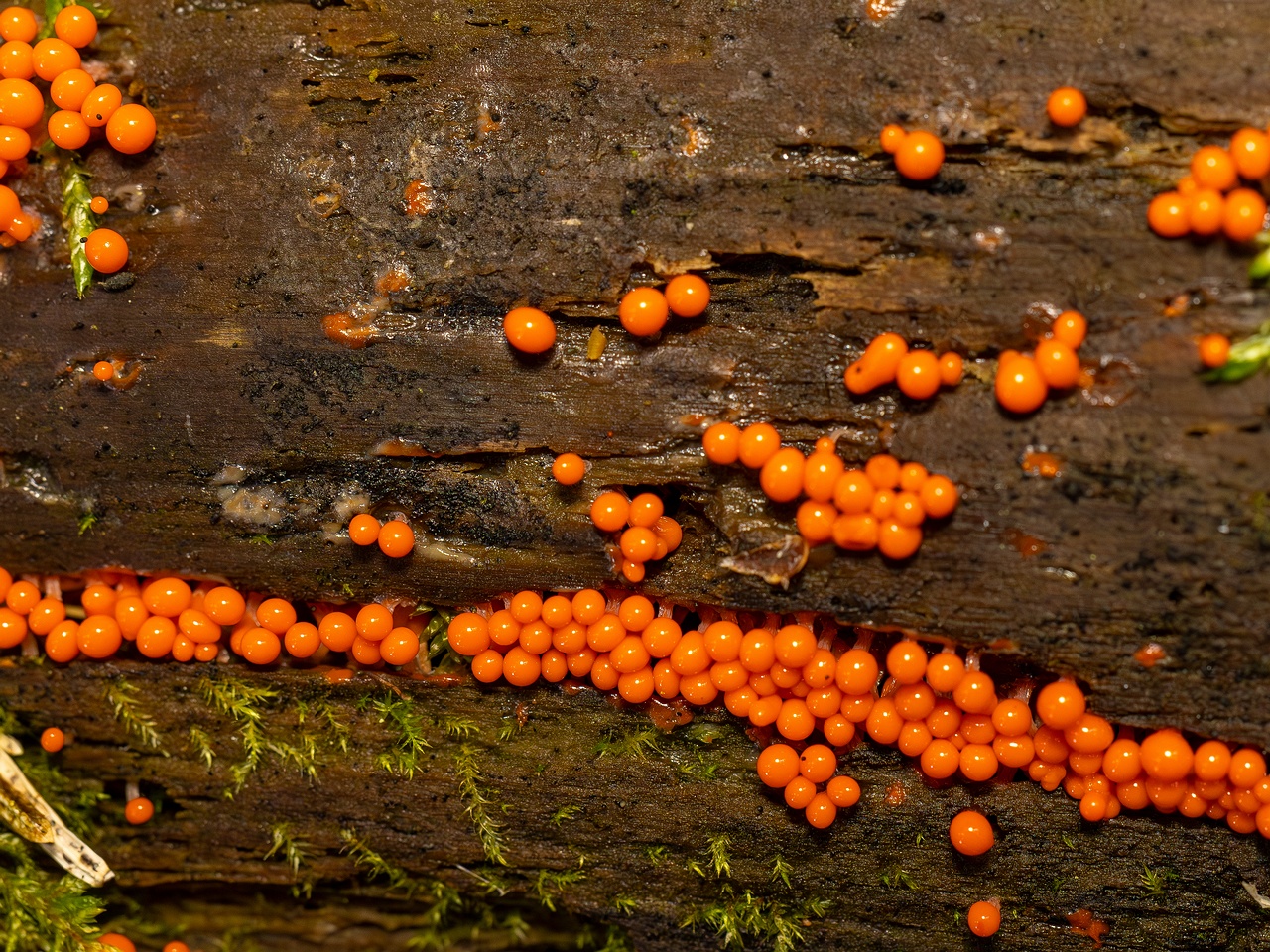 Hemitrichia decipiens _2025-09-28_1-16