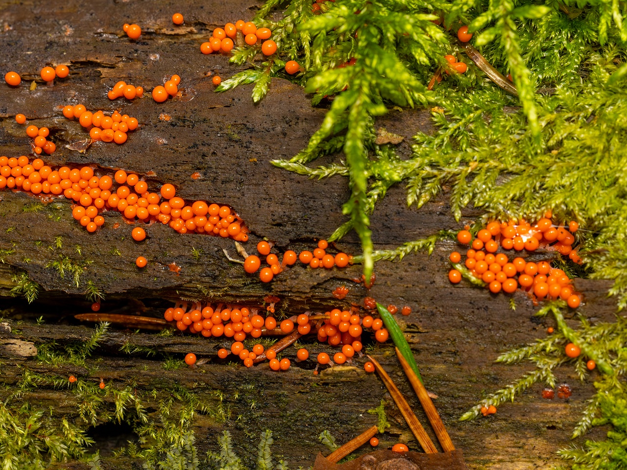 Hemitrichia decipiens _2025-09-28_1-9