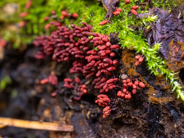 Арцириевые - Arcyriaceae An often easy to recognise family as the spore mass is typically brightly coloured, producing stalked or sessile...
