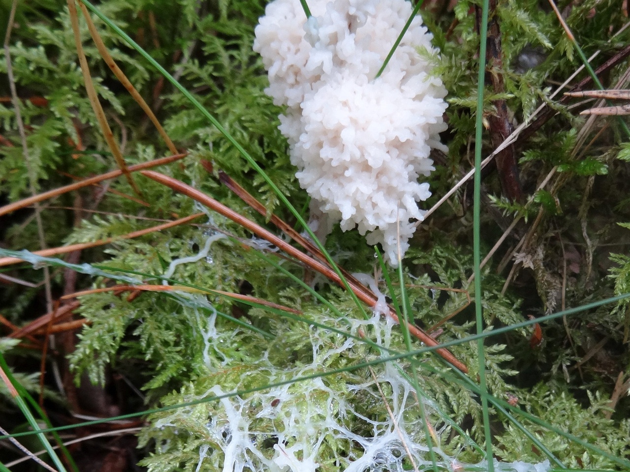 fungi-0000008