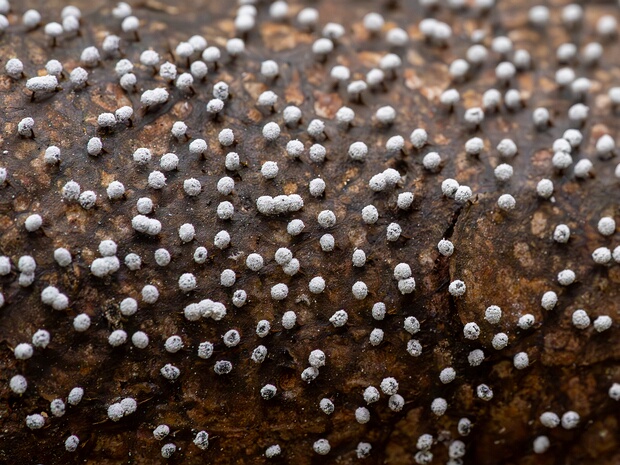 Физарум белый - Physarum album