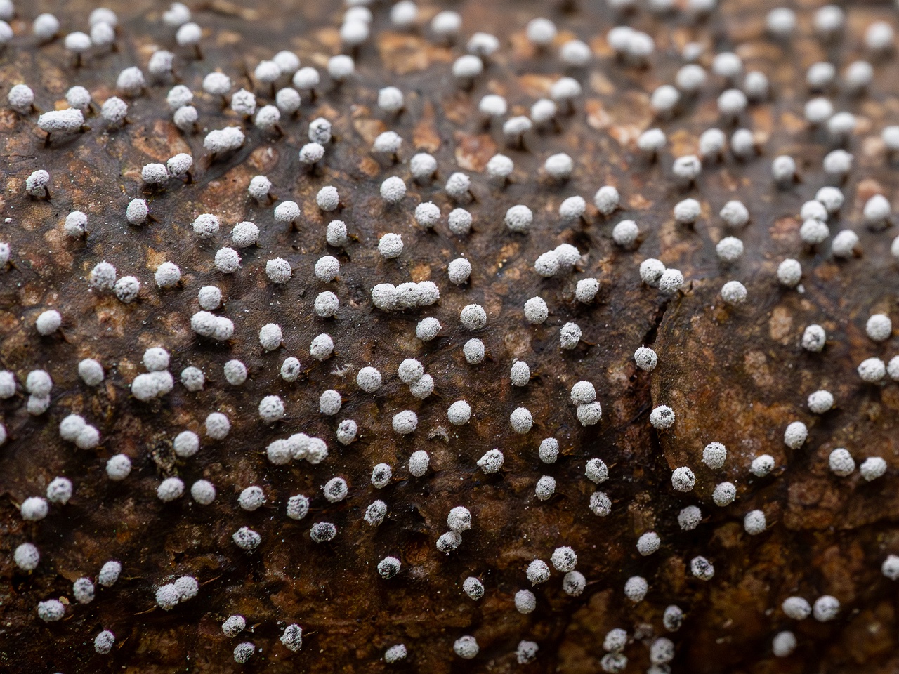 !Physarum album _2023-08-13_1-4