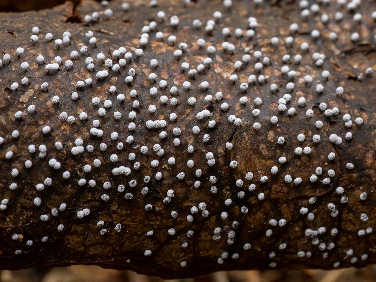 Physarum album _2023-08-13_1-1