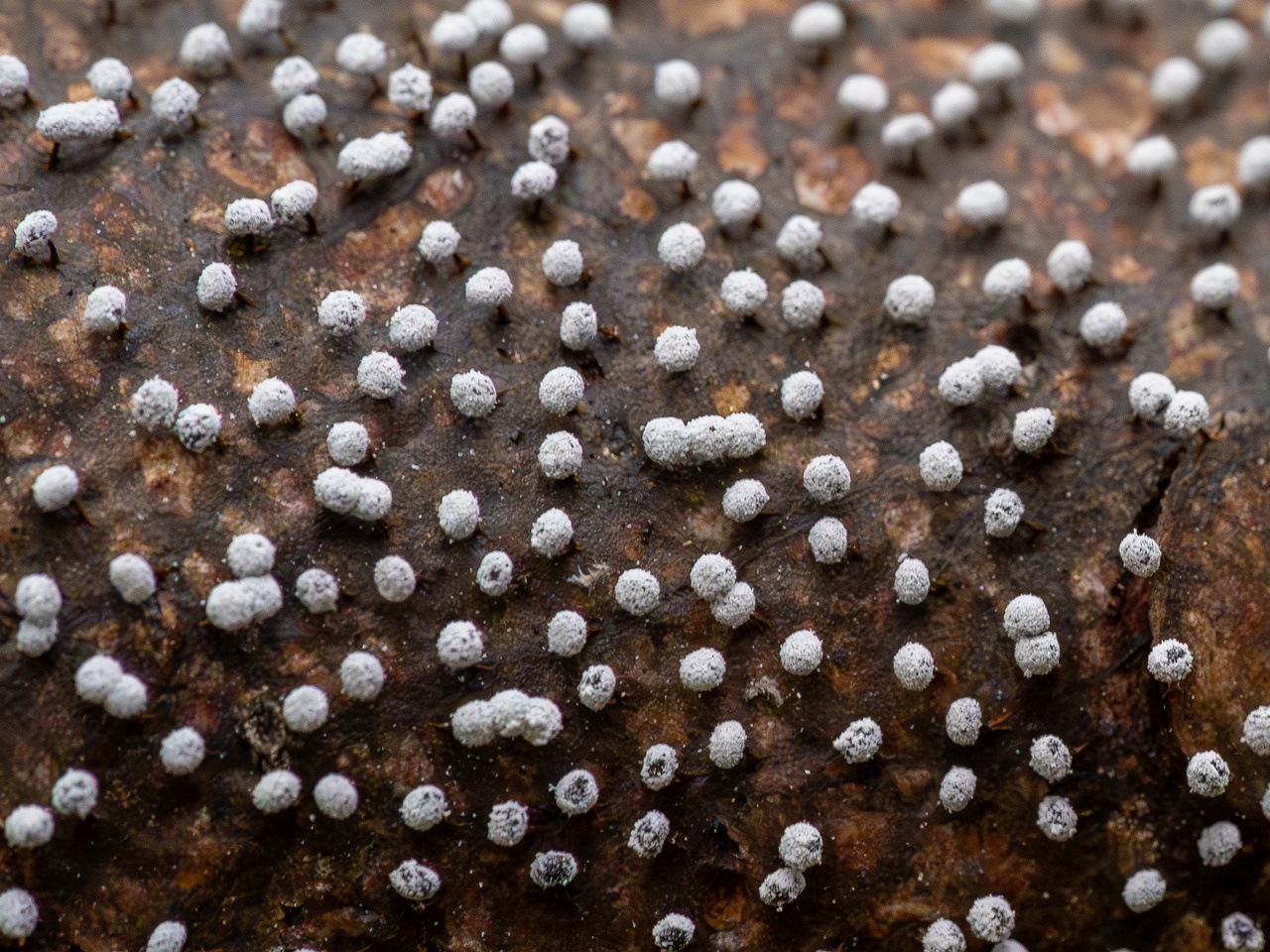 Physarum album _2023-08-13_1-2