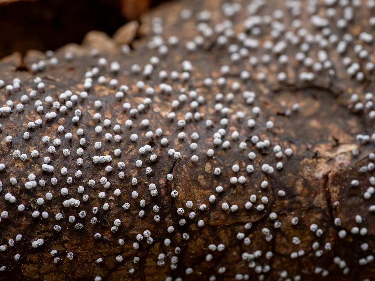 Physarum album _2023-08-13_1-3