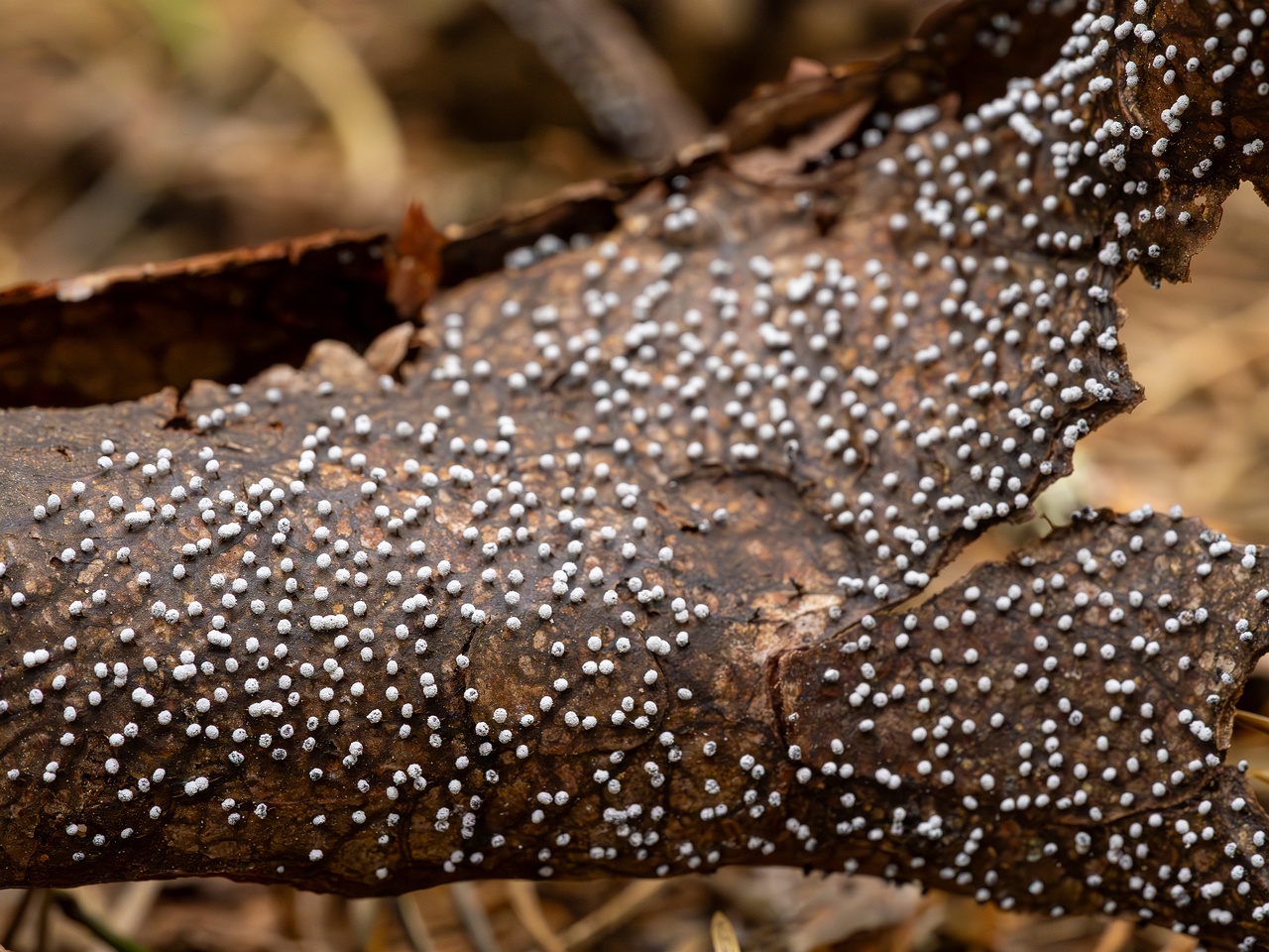 Physarum album _2023-08-13_1-5