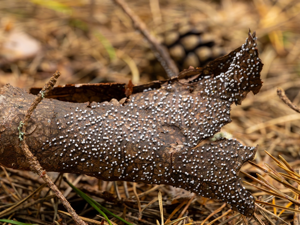 Physarum album _2023-08-13_1-6