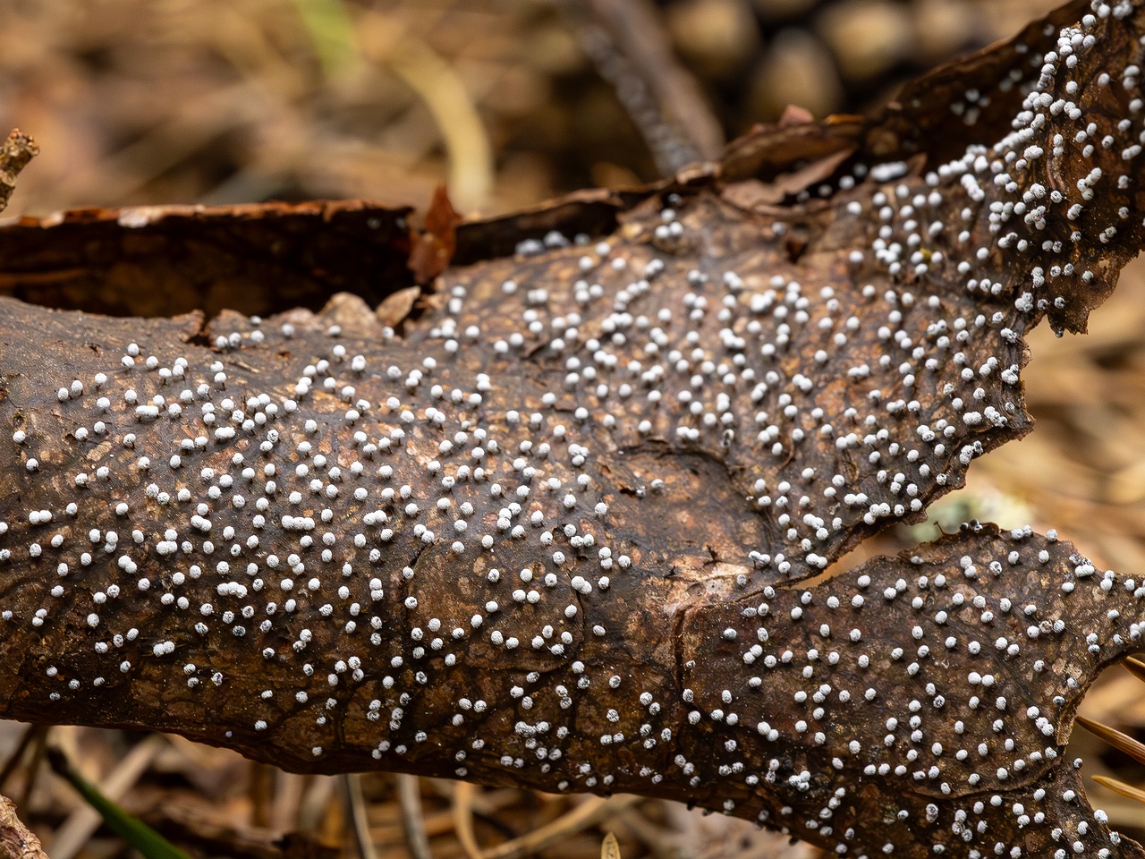 Physarum album _2023-08-13_1-7