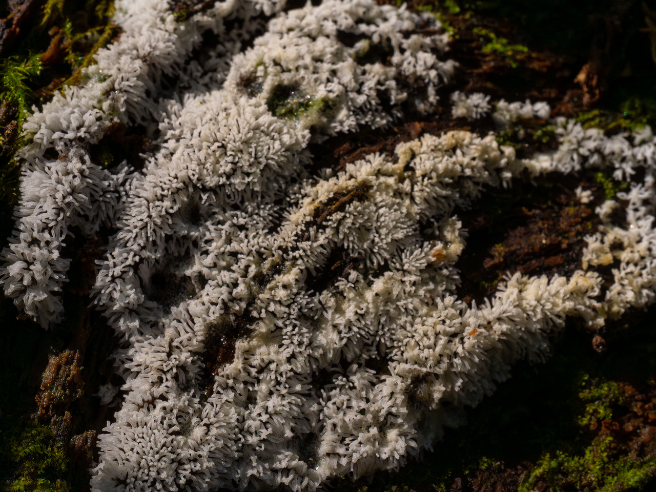 ceratiomyxa-fruticulosa_1-4