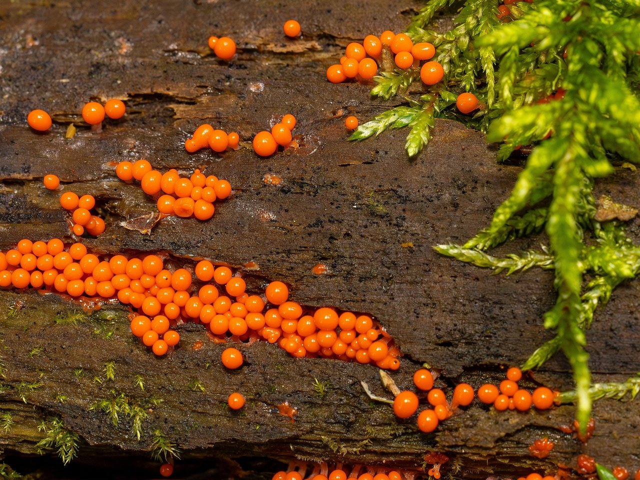 !Hemitrichia decipiens _2025-09-28_1-9a