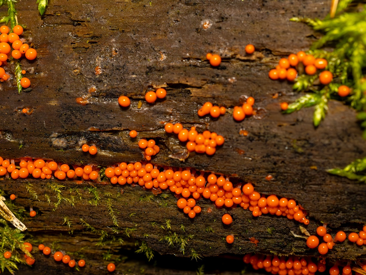 Hemitrichia decipiens _2025-09-28_1-15