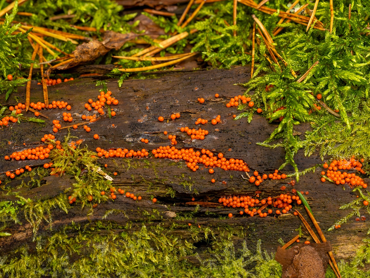 Hemitrichia decipiens _2025-09-28_1-8