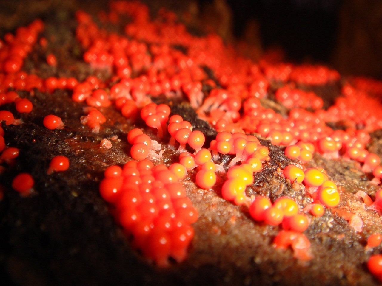 fungi-0000991