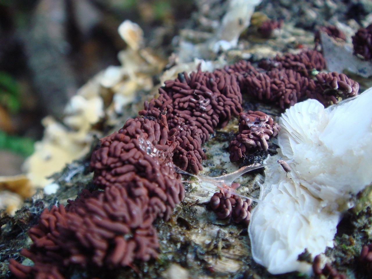 fungi-0001535