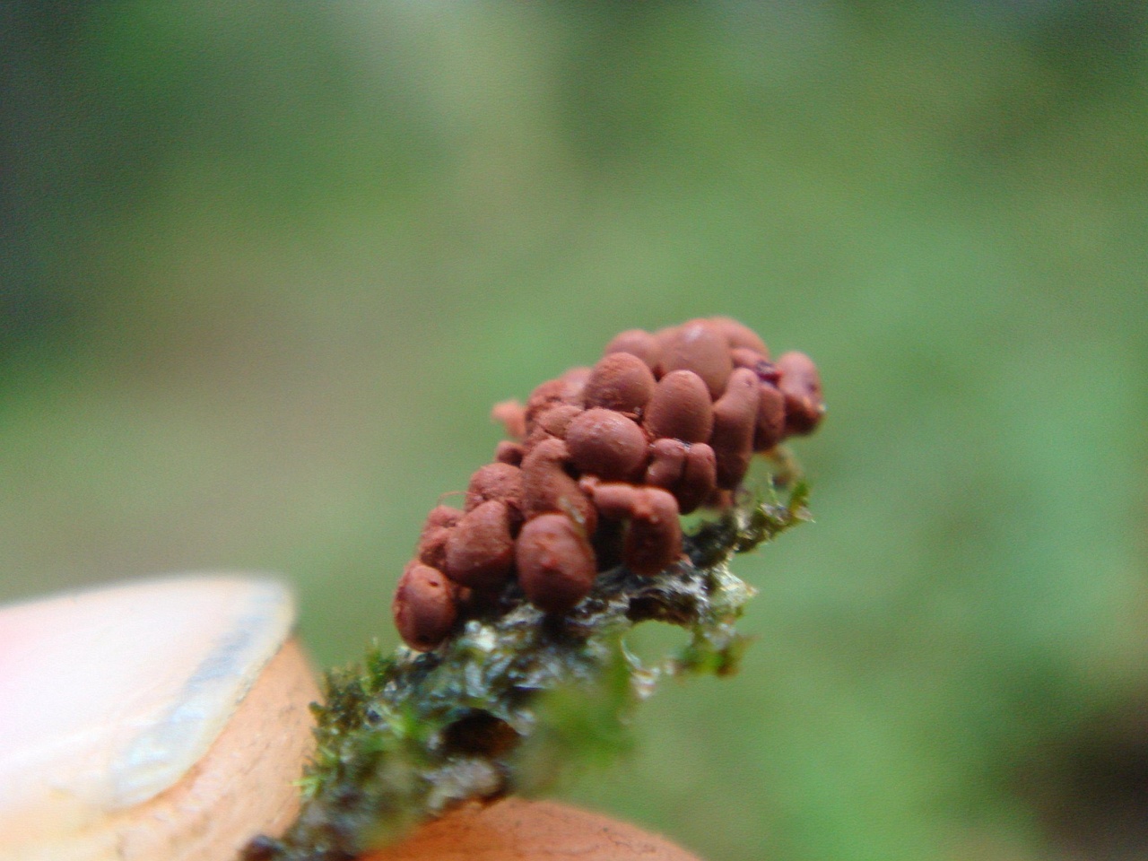 fungi-0001536