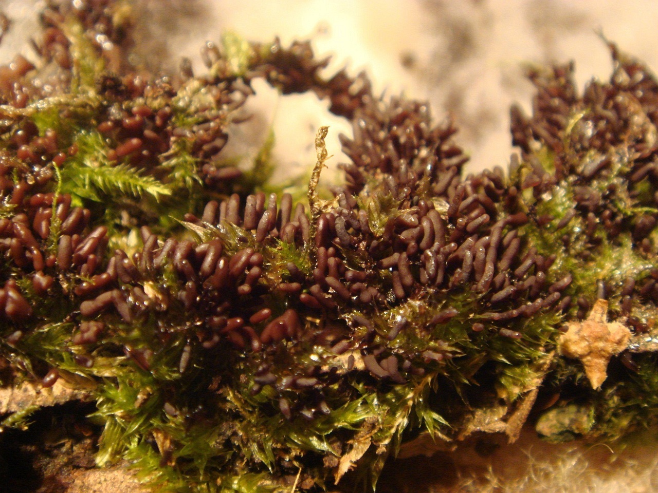 fungi-0001575