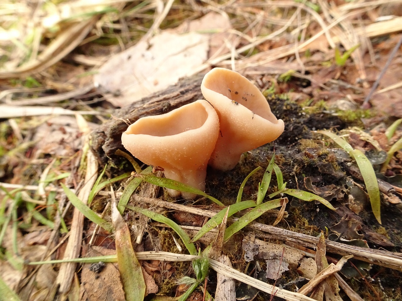 DSC07386