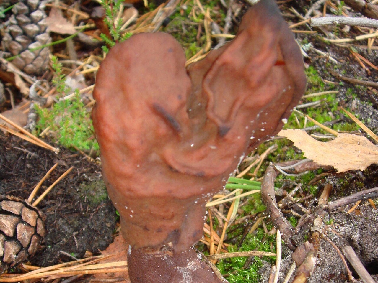 fungi-0003418