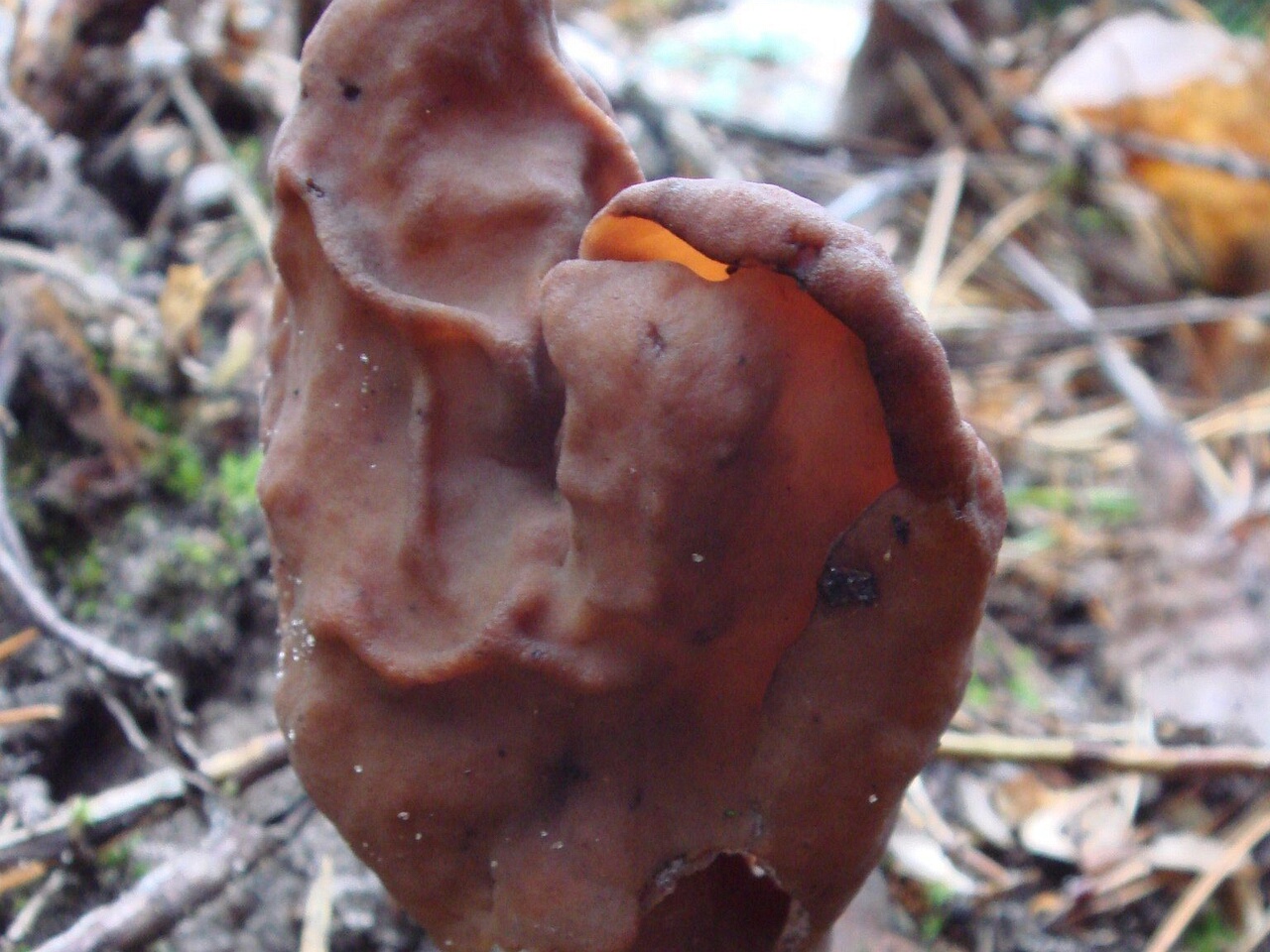 fungi-0003420