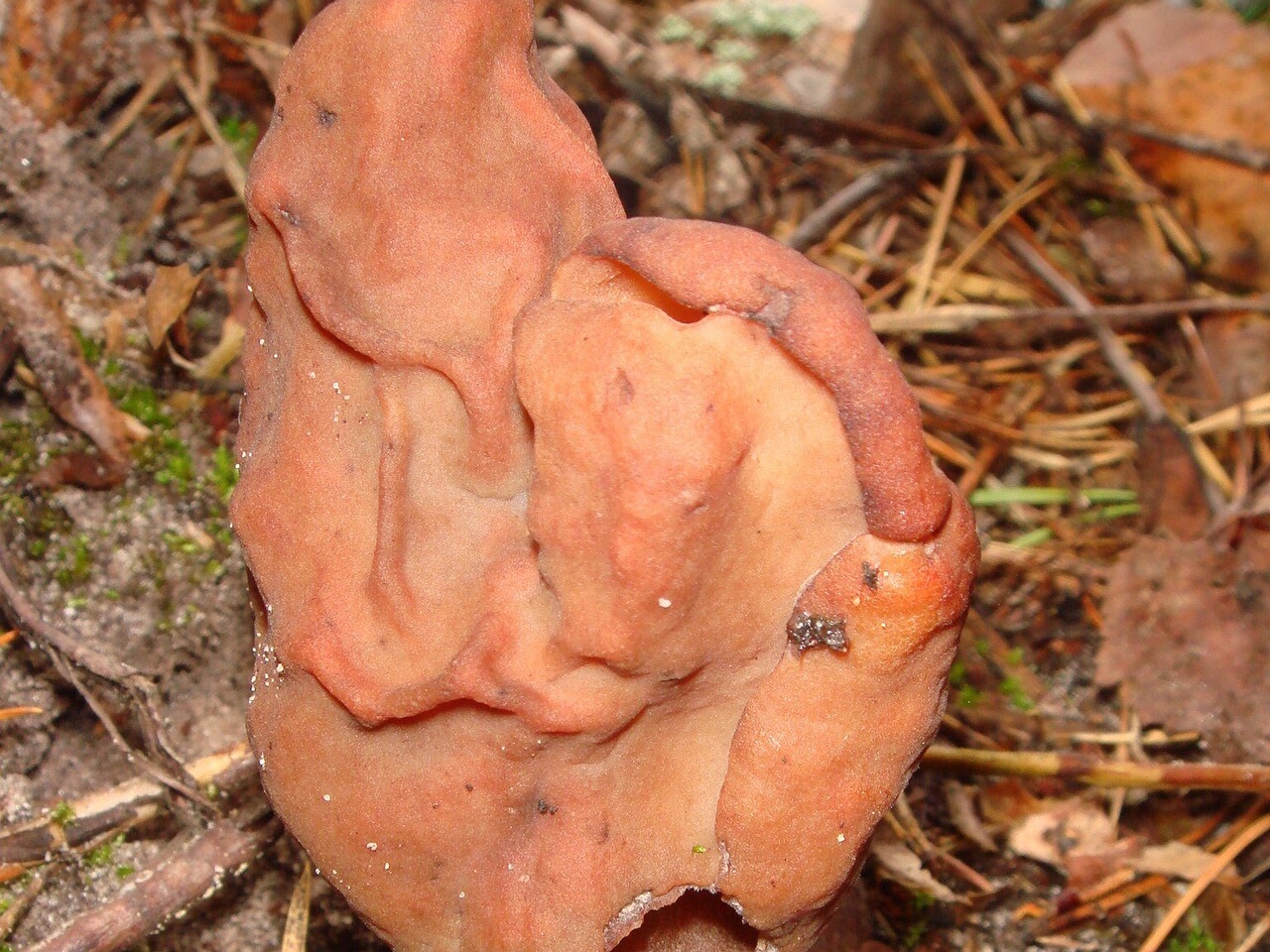 fungi-0003421