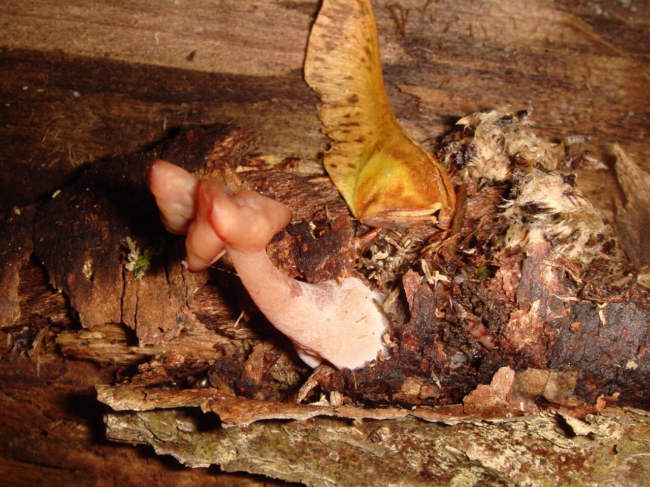 fungi-0004121