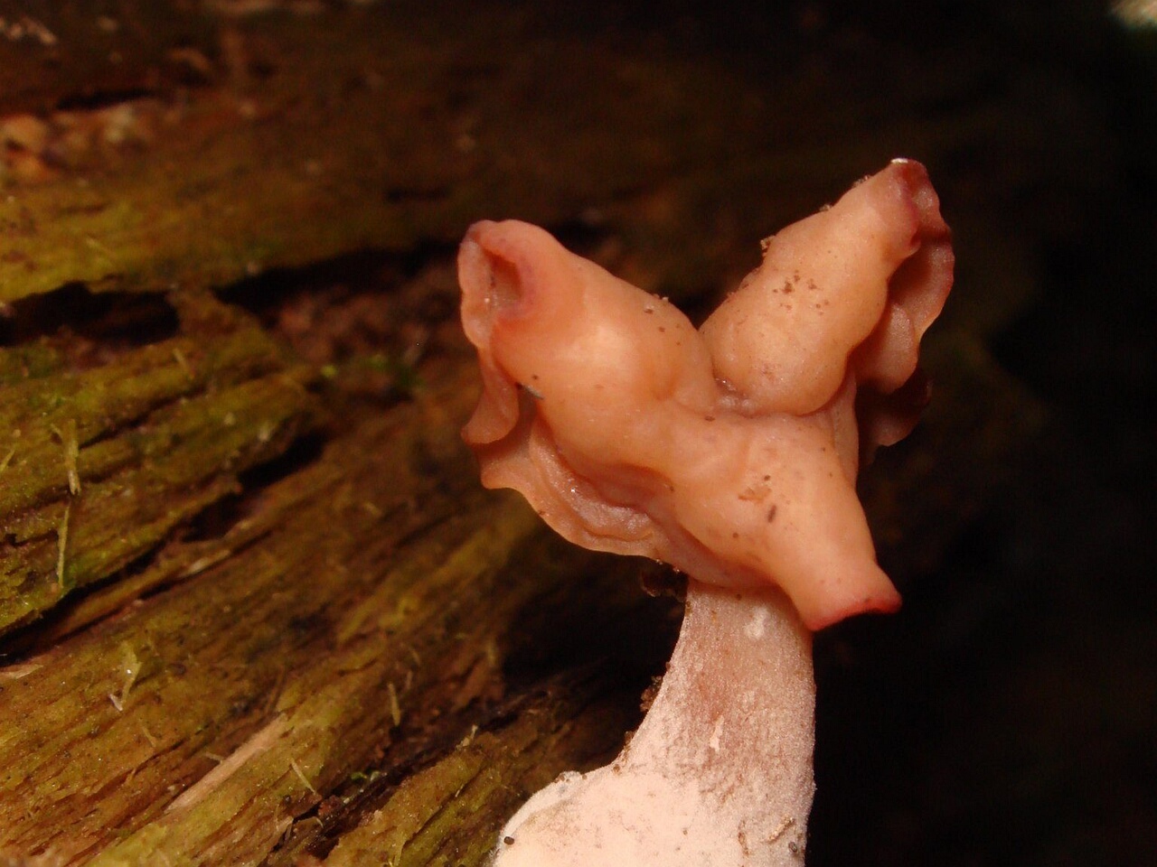fungi-0004122