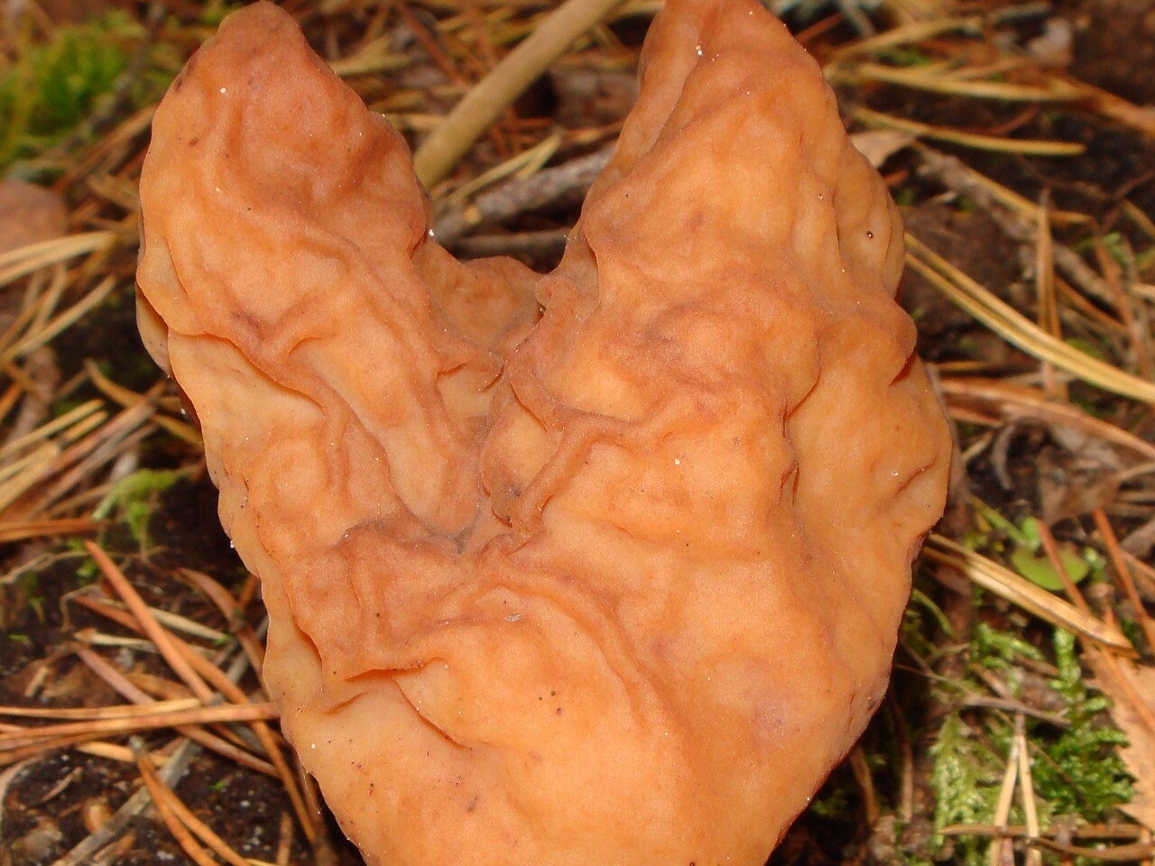 fungi-0004592