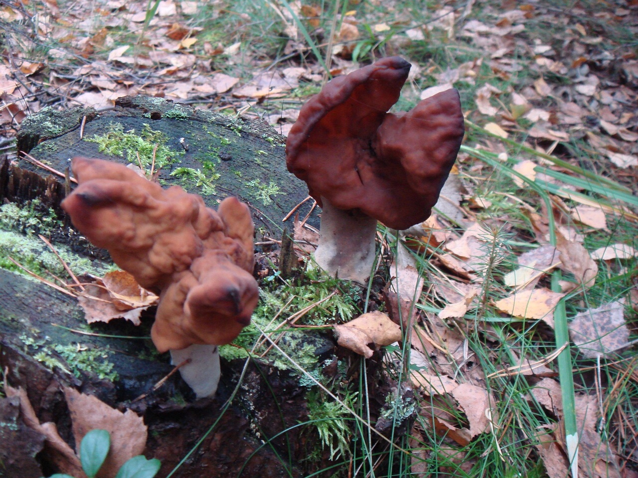 fungi-0004606